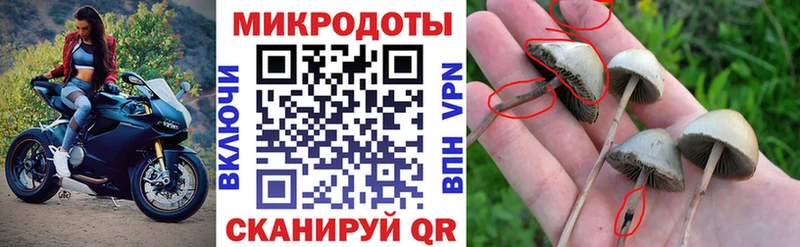 Галлюциногенные грибы Cubensis  Кировск 